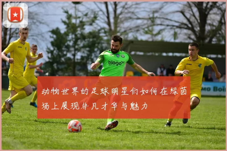动物世界的足球明星们如何在绿茵场上展现非凡才华与魅力